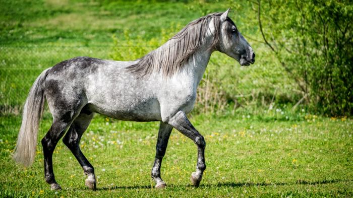 Lusitano temperamentvolle Barockpferde aus Portugal